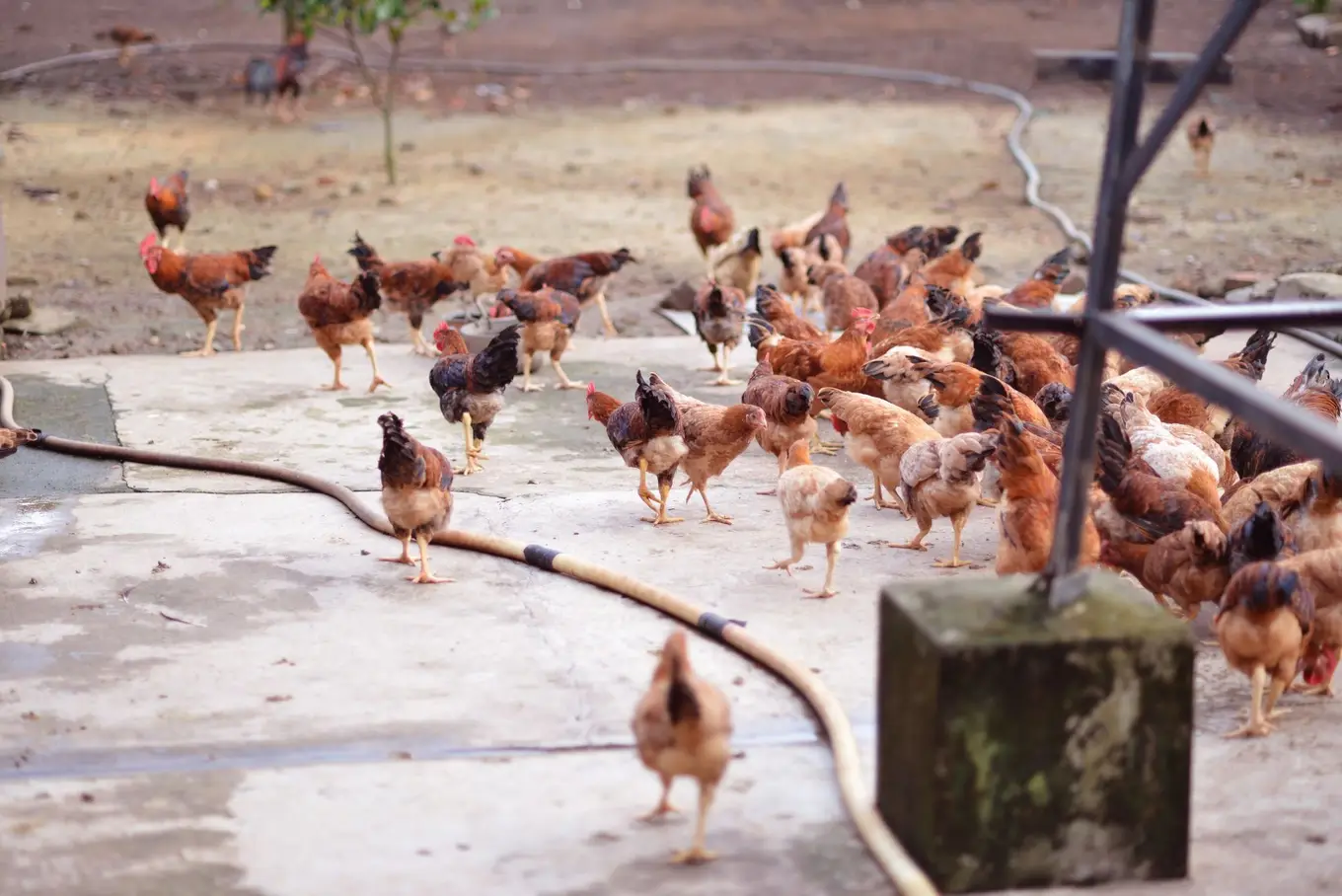 Free-range hens foraging on a New Jersey farm